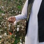 Il giardino di cotone a Herat | Dal diario di Herat di Gholam Najafi